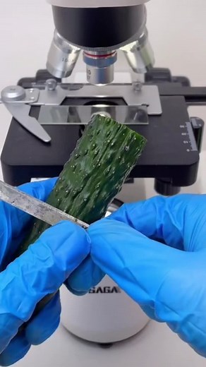 Exploring Cucumber Slice Structure Under a Microscope