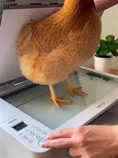 Copy Machine Glitch 🐔🐣