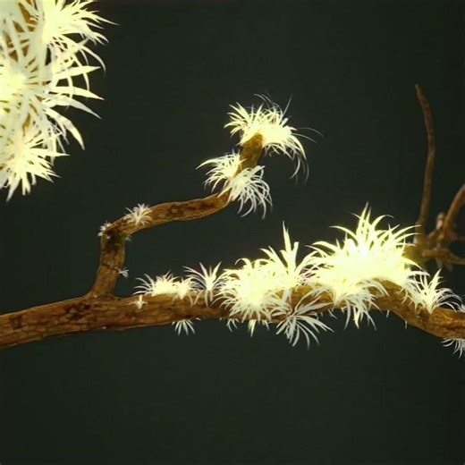 Plants Growth | Blender 3D Geometry Nodes Animation