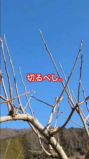 直上枝を残すとこうなる。柿の剪定