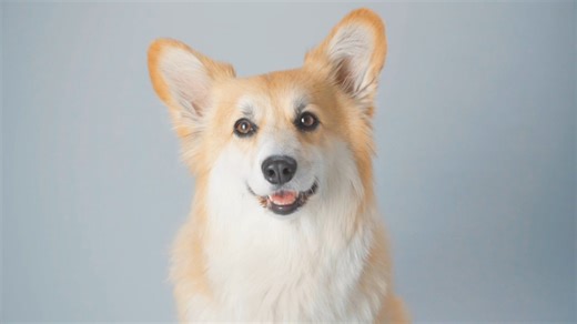 26K views · 1.1K reactions | During the pandemic, Maxine got really into dog puzzles, and Maxine's Dad got really into watching wrestling. So we’d like to present: MAXINE VS. | Maxine the Fluffy Corgi | Facebook