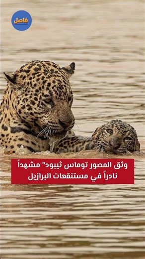 أنثى جاكوار تقود صغيرها في أولى مغامراته المائية. #fasel #معلومات #ثقافة_عامة #ترند #عاجل #هل_تعلم