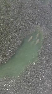 8.5K views · 313 reactions | Everyone's a Shark until Real Sharks enter the table  Tag and let you Poker shark friends know! #holdemorfoldem #tuesdaymood #poker | Holdem or Foldem | Facebook