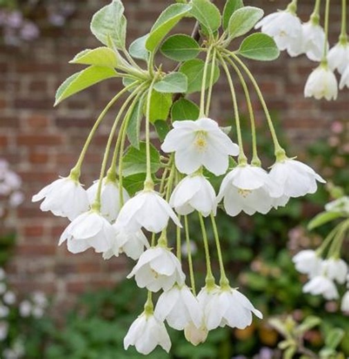 10pcs/pack, Hosta & Hanging Crabapple Flower Seeds CS102 - Etsy
