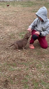 Say hello to Coco Banks! Fresh Prince’s daughter is packing some serious muscle at just 4.5 months! 💪✨ Coco Banks at 4.5 months Chocolate Tri Micro Bully Female www.southeastbullykennels.com #microbully #chocolatetri #microbullypuppy #puppy #femalemicrobully #southeastbullykennels #blockbloodline #freshprince #cocobanks | Southeast Bully Kennels
