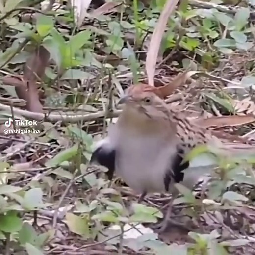 Dancing Bird Choreography | Bird Dance Gif TikTok