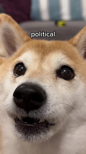 Dog Voice Effects Filter: Make Your Pet Talk!