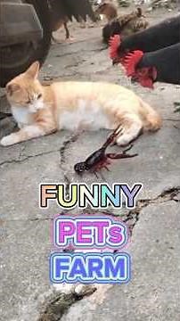 Cute and Funny Animal Moments! Funniest Animals #shorts