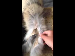 My new fox tails from furtail.com