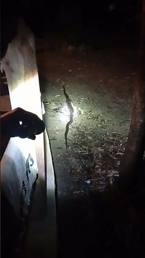 Python eating wild cat (Part 3)