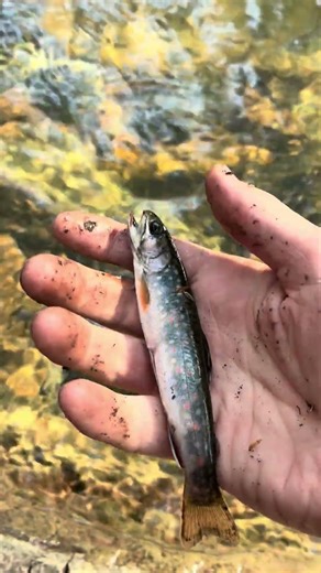 The lock ness monster #fishing #funny #babyfish #trout #brookies