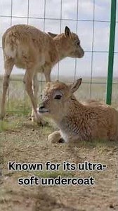 5 Wild Animals You Can Spot in the Himalayas