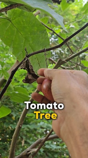 #perennials, yaani woh paudhe jo ek baar lagao to saalon lage rehte hain, seasonal paudhe ke mukable sukhe mein behtar rehte hain, kyunki unka root system zyada gehra hota hai. Aisa isliye kyunki seasonal plants ka lifespan chota hota hai, jab ki in ke paas zyada samay rehta hai. Unfortunately, aaj fruits ko chor, hamara lagbhag saara khaana seasonal paudho se aata hai. #growyourown #growyourfood #organicfarming #veggies #farmlife #villagelife #indianvillage #robinsinghpf | Robin Singh