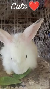 Ang cute ng rabbit ko #farmlife #reelsfb #buhaybukid #rabbit | Idol jo