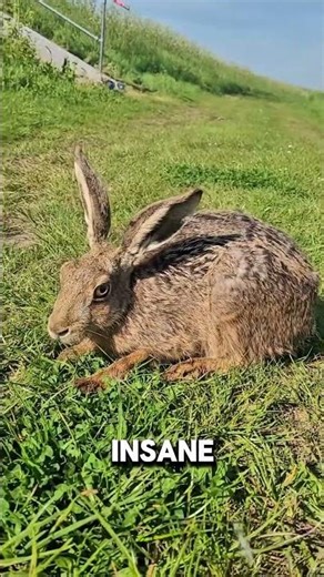 You Would NEVER Expect This Cute Animal to Fight Like This 😳