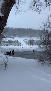 🌲🪿🙏🥰 The Ice Farm | The Ice Farm