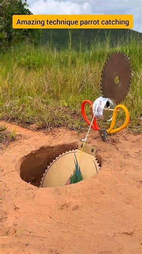 Amazing technique parrot catching #comedy #funny #birds