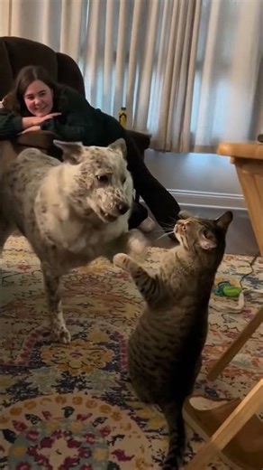 The Funniest Dog Fails Caught on Camera #dogfails #funnydogs #petfails