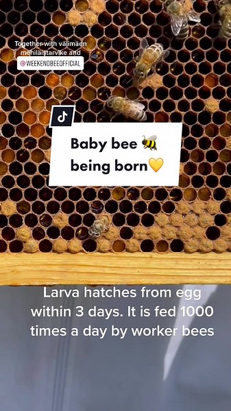 Baby Bee Being Born - A Fascinating Process | Beekeeper Insights