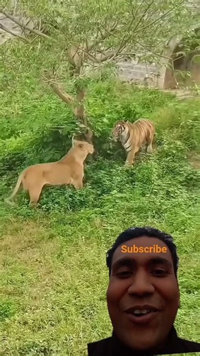 Lion and Tiger funny 🤣 #animals #leopard #comedy