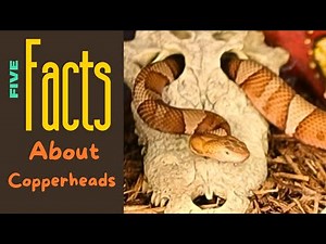 What You Need To Know About Copperheads