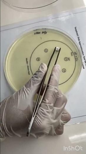 Antimicrobial Susceptibility Testing | Mueller Hinton Agar | #science #laboratorylife #medico