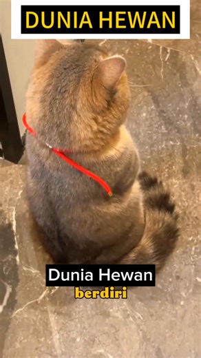 74K views · 1.8K reactions | Ngambeknya lucu banget | DUNIA HEWAN | Facebook