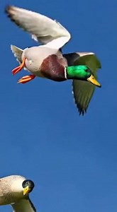 Prey Strikes Back Duck dodges Falcon in a breathtaking aerial chase #wildlife #nature #birdwatching