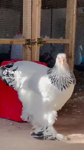 Breeding Brahma Chickens in Senegal and Germany