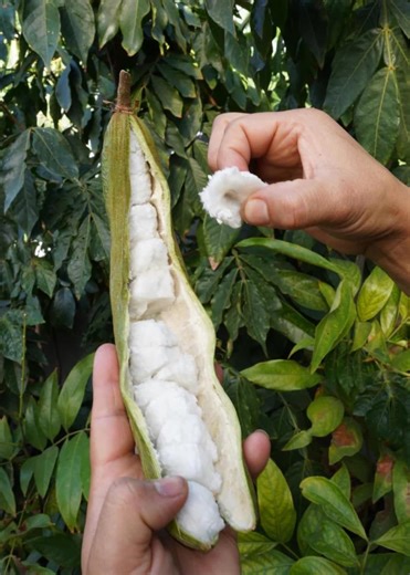 Ice Cream Bean Plant Tree / Inga Edulis FAST SHIPPING! - Etsy