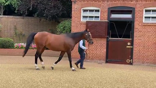 In the presence of greatness! The mighty Frankel looking a picture at Banstead Manor Stud. Keep an eye out for some great features coming up on the channel ahead of the Ebor Festival at York Races next week 👍 | Racing TV