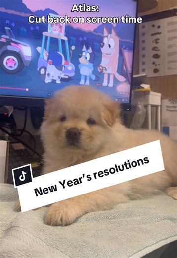 New Year's Resolutions for Shelter Pets in 2026