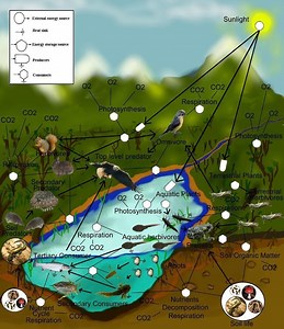 Food web - Alchetron, The Free Social Encyclopedia