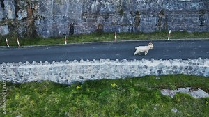 White alpine goats in the mountains with big long horns. Wildlife and wild animals. Goats among walking ina Mountain road in Wales