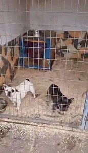 Liebe Grüsse aus unserem Partnertierheim in Ungarn . 😍 Bitte nicht für Hunde aus dem Video bewerben 🙏😅 ALLE Hunde werden nach und nach auf unserer Homepage www.herkules-bullyrettung.de unter Zuhause gesucht vorgestellt . | Herkules Bullyrettung g.UG