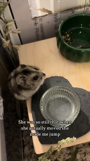 Hamster's Unbelievable Movement Caught on Camera