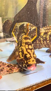 110K views · 420 reactions | Cernia all'acqua pazza  | Trattoria del golfo | Facebook