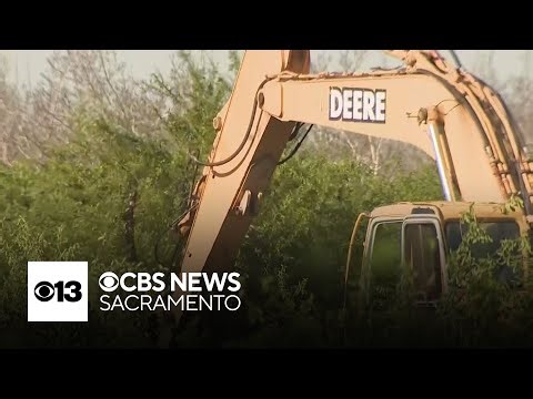 Amid Modesto cannery closure, Northern California peach growers rip out orchards