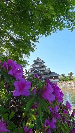 本日の国宝松本城🏯#松本城#信州 #長野県 #松本市 #松本観光
