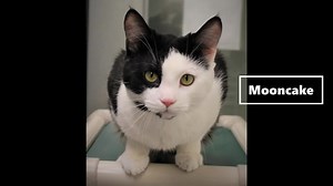 3K views · 67 reactions | Please help us spread the word! May 6-12 is "PICK YOUR PRICE CAT ADOPTIONS event" at SARC !! Our Black and White cats are all dressed up and have no where to go..... 6 days ONLY to take one of these cuties home and YOU get to choose your adoption fee. Check out their adoption profiles at https://bit.ly/SARC2022AdoptableCats | Surrey Animal Resource Centre | Facebook