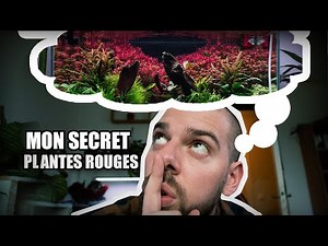 MON SECRET POUR DES PLANTES ROUGES EN AQUARIUM!