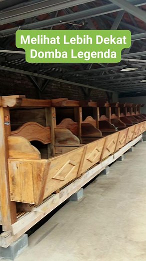 490K views · 5.3K reactions | Melihat Lebih Dekat Domba Garut Legenda #domba #sheep #goat #animal #hewan #binatang | Didin Sahidin New | Facebook