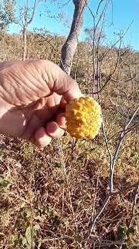 I Discovered the SECRET of Wild Berries and You Can Too!