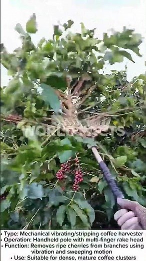 Efficient Coffee Harvesting Tool – Boosting Farm Productivity