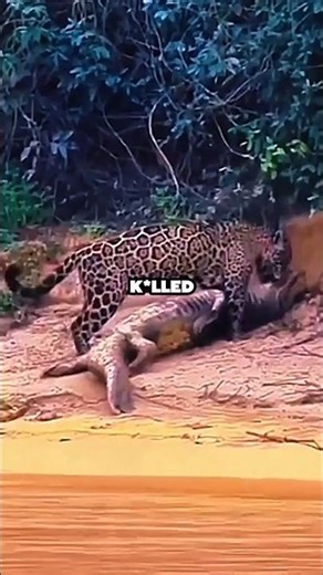 A Predator Was Closer Than They Realized 😳