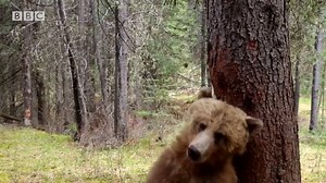 4.5M views · 80K shares | This bear video from Planet Earth 2 is going to make your day! It's seriously the best thing on the internet right now. via BBC One | Stand.earth | Facebook