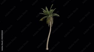Coconut Tree blowing in the wind. Wind blows the Coconut Palm Tree. Animated Cocos Nucifera Tree swaying in the wind with Transparent Background. Alpha Channel. Loop Animation