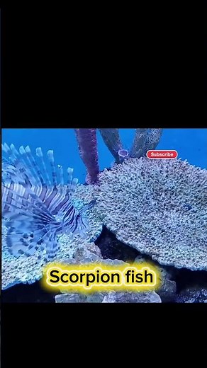 scorpion fish 🐟#fish #aquarium #fyp