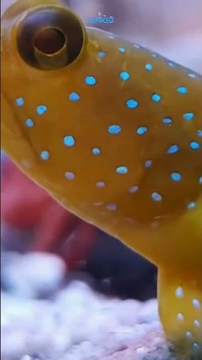 Meet the Yellow Watchman Goby – The Ultimate Tank Buddy!| TANKED IND | @tanked_ind