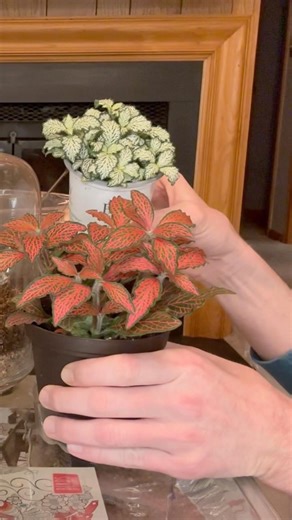 Fittonia plants for my terrarium!